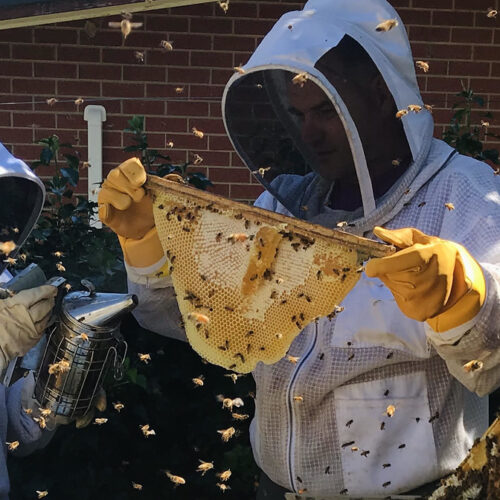 Ben Fox beekeeping in a beeyard in a beesuit